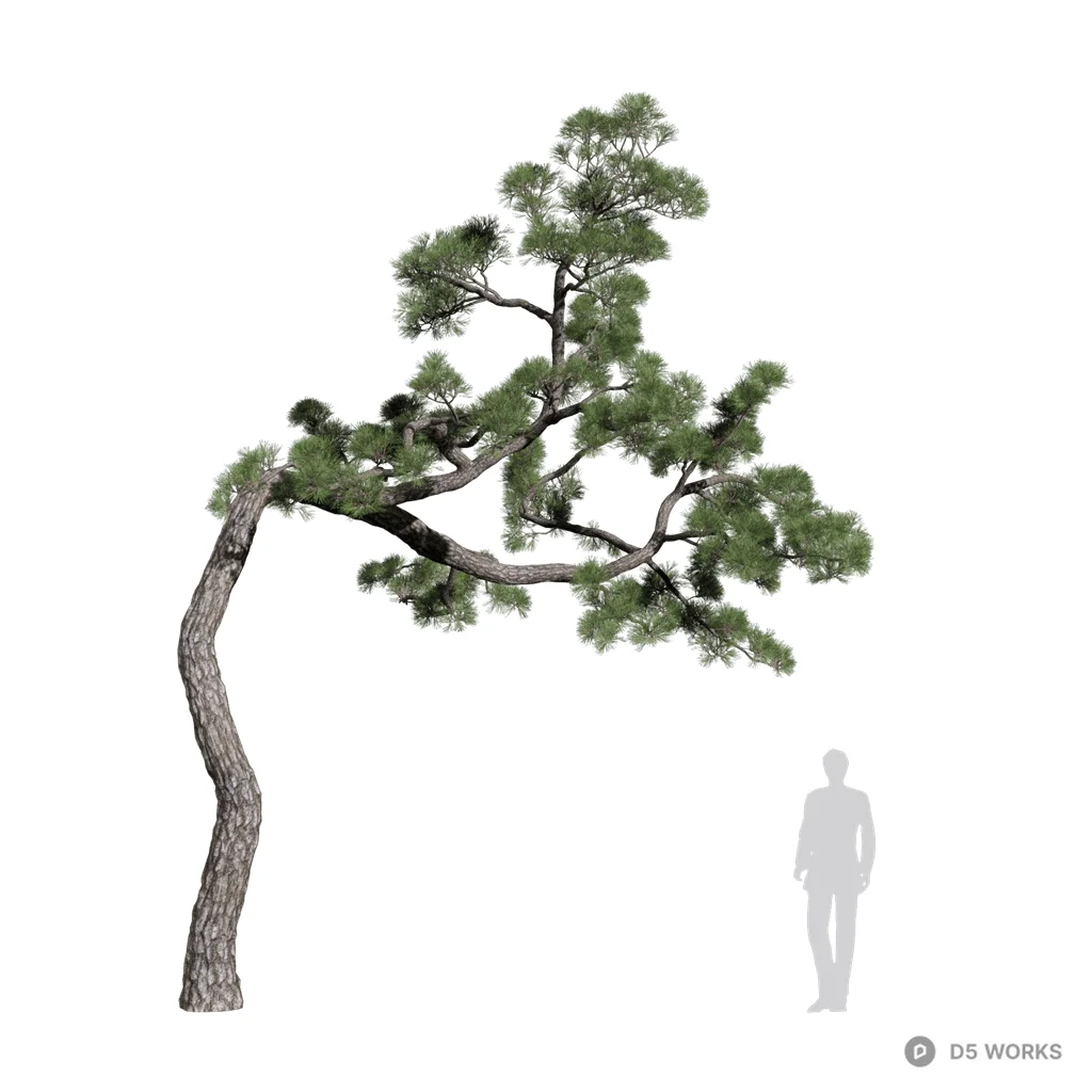 Pinus thunbergii 14 3d model - Image 1