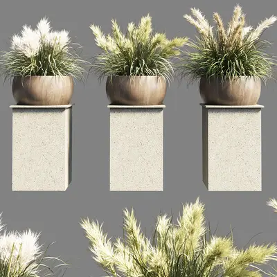 Pampas Grass In Ceramic Pot 3d model