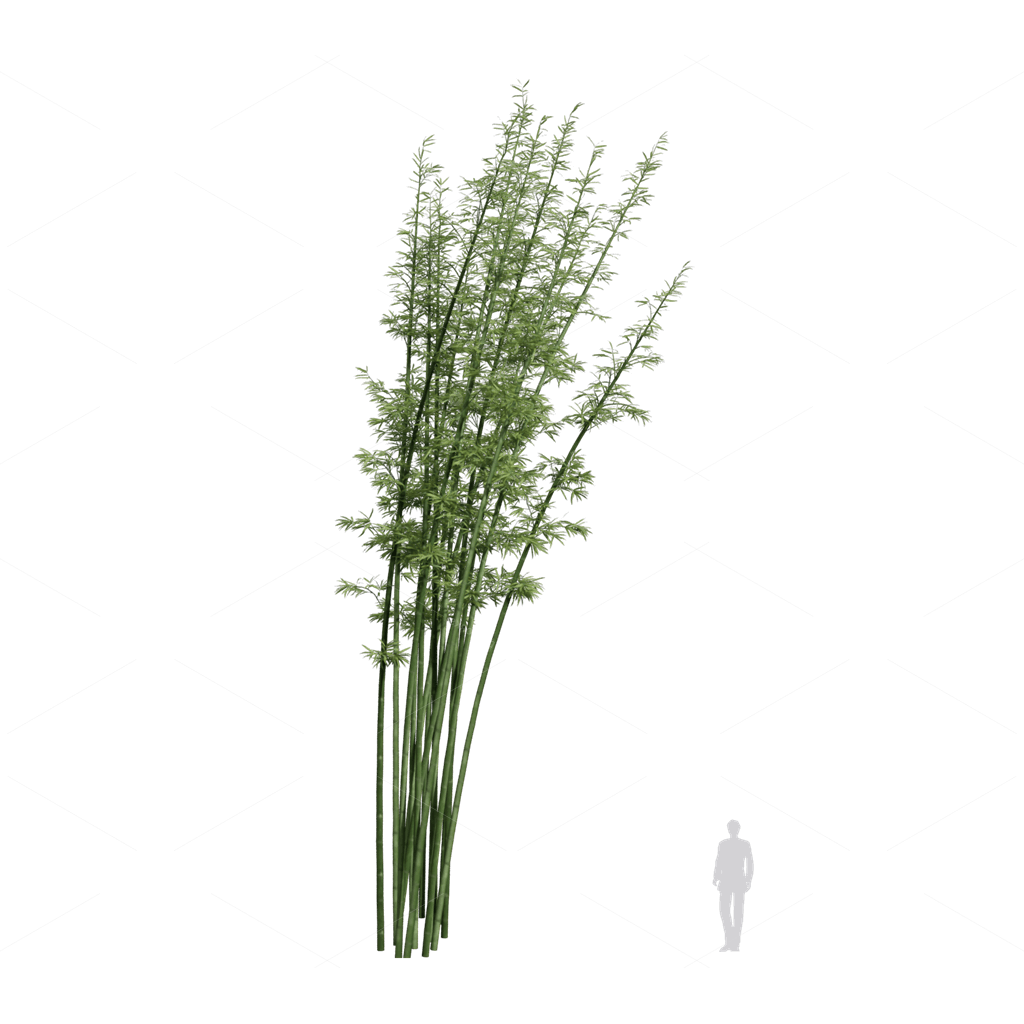 Other Botanicals 3D Models