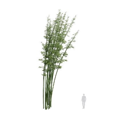 Bamboo Bambusoideae 07