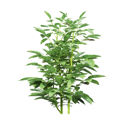 Crops Solanum tuberosum 08