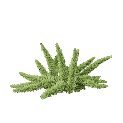 Grass Asparagus densiflorus 05
