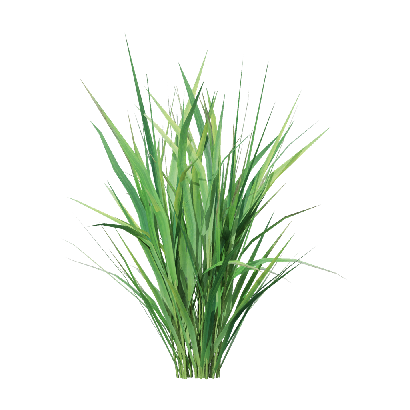Crops Oryza sativa 03