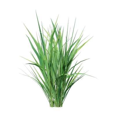 Oryza sativa 03