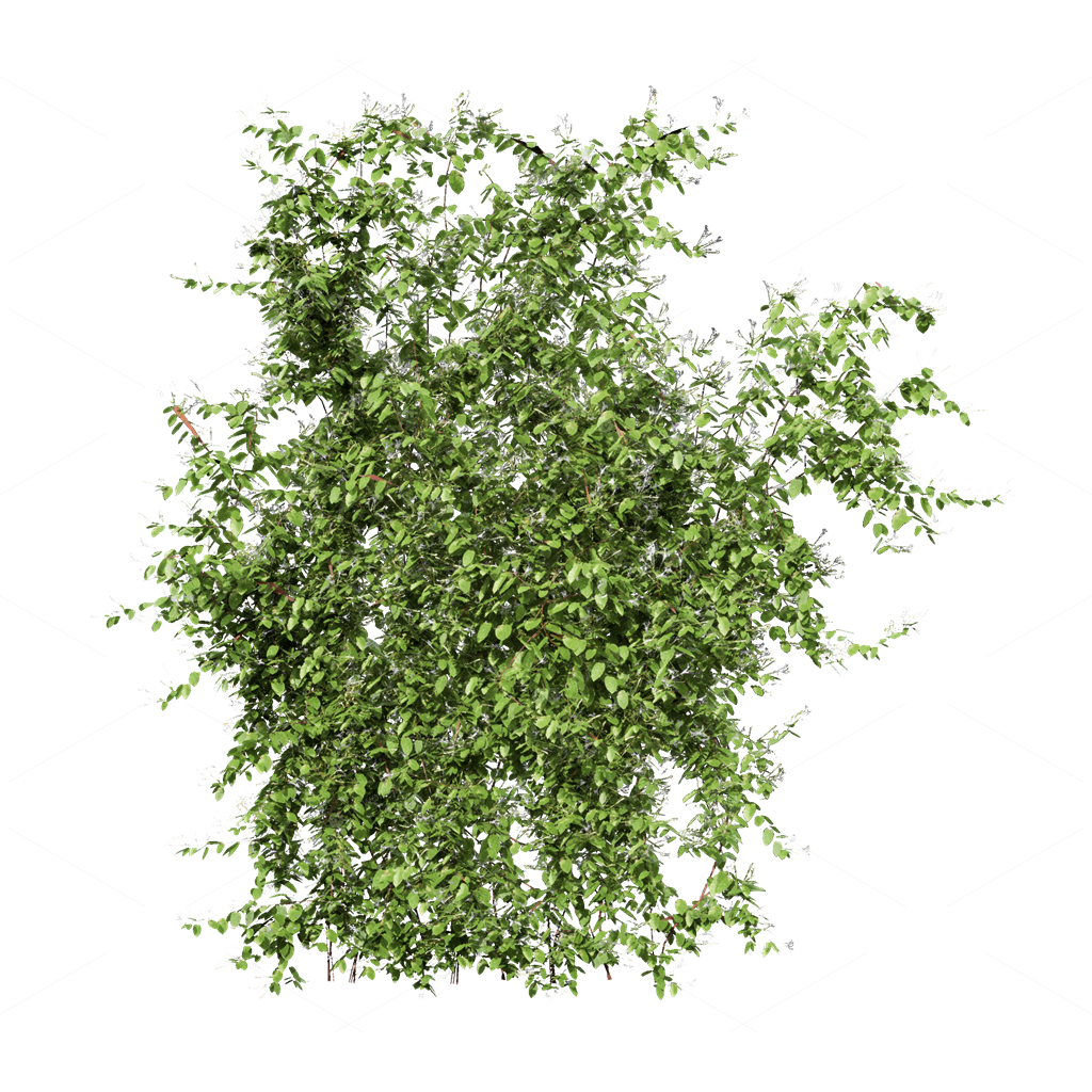 Climbing Plants 3D Models