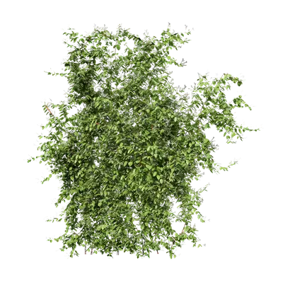 Lonicera japonica 02