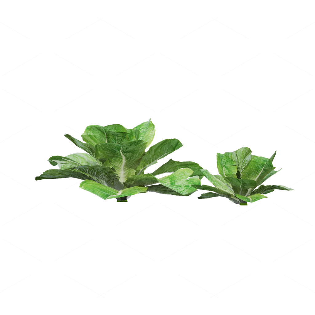 Crops 3D Models