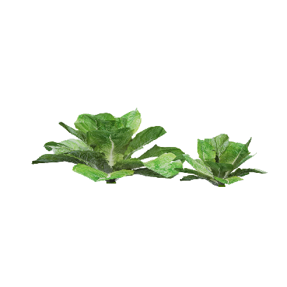 Crops Lactuca sativa 06