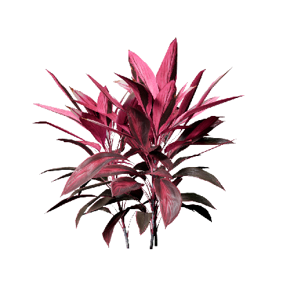 Shrub Cordyline rubra 02