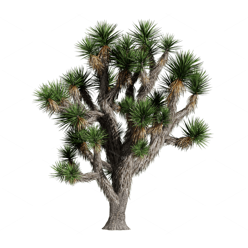 Xerophyte Plants 3D Models
