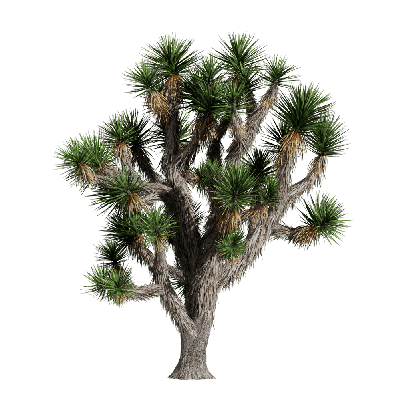 Xerophytes Yucca brevifolia 03