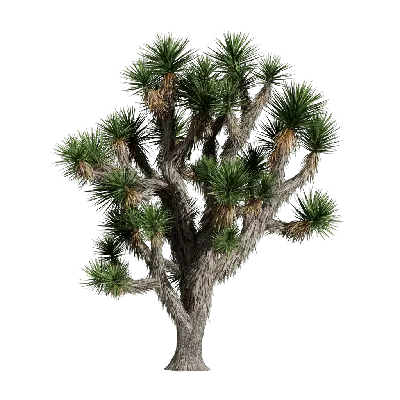 Yucca brevifolia 03