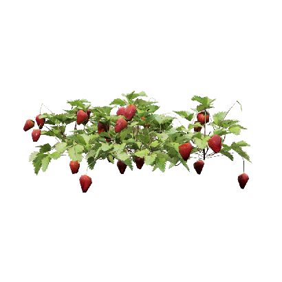 Crops Fragaria 04