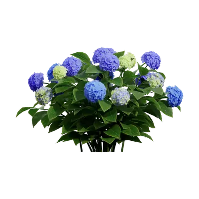 Hydrangea macrophylla 07