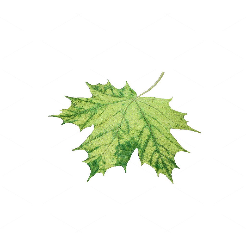 Other Botanicals 3D Models