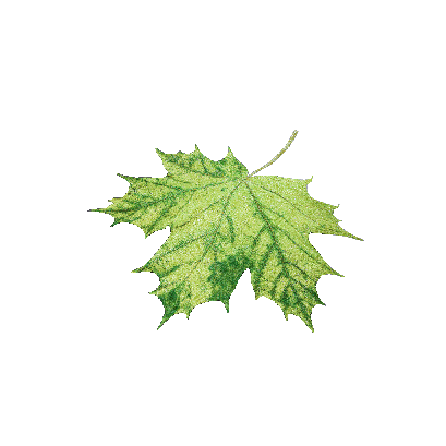 Other Plants leaf 20 