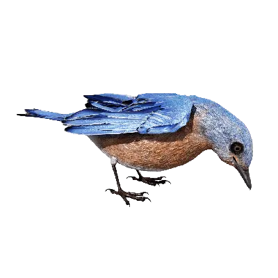 BlueBird peck 3d model
