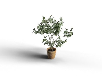 Potted Plant 3d model