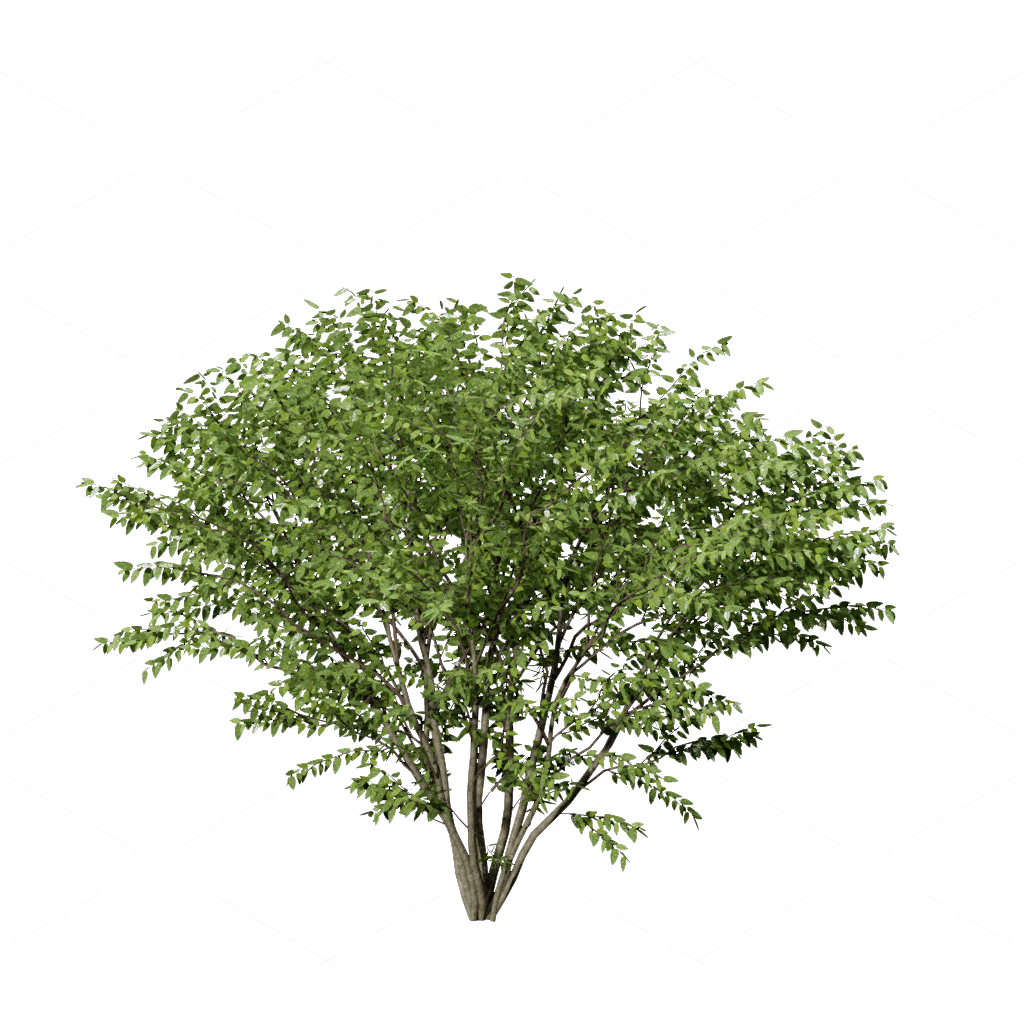 Shrubs 3D Models