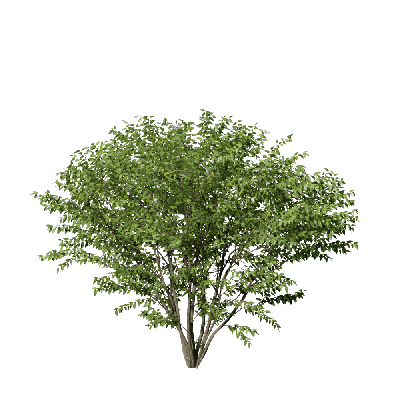 Shrub Lonicera maacki  04