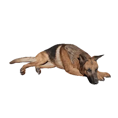 Dog 02 Sleeping 3d model