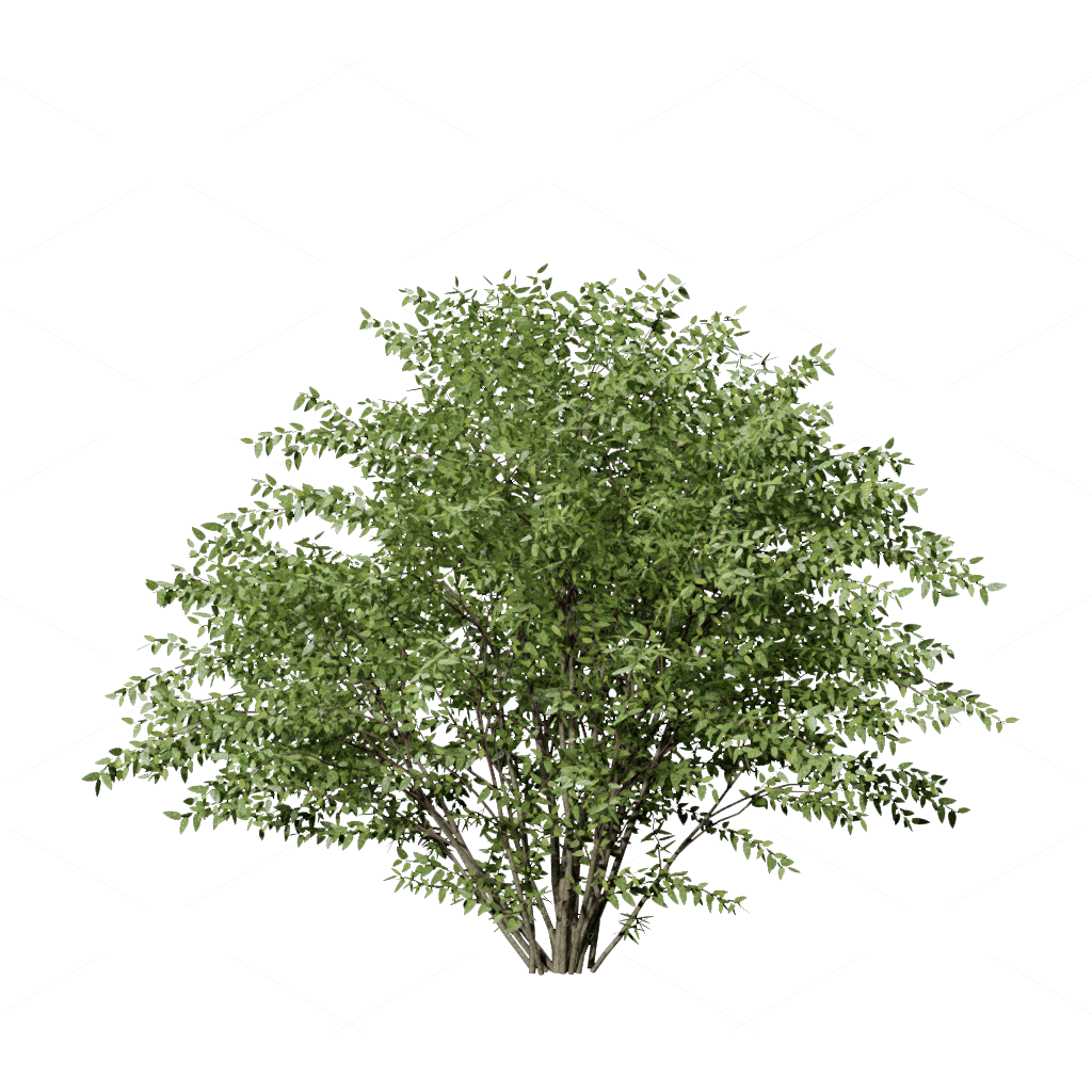 Shrubs 3D Models