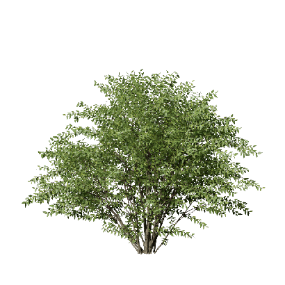 Shrub Lonicera maacki  02