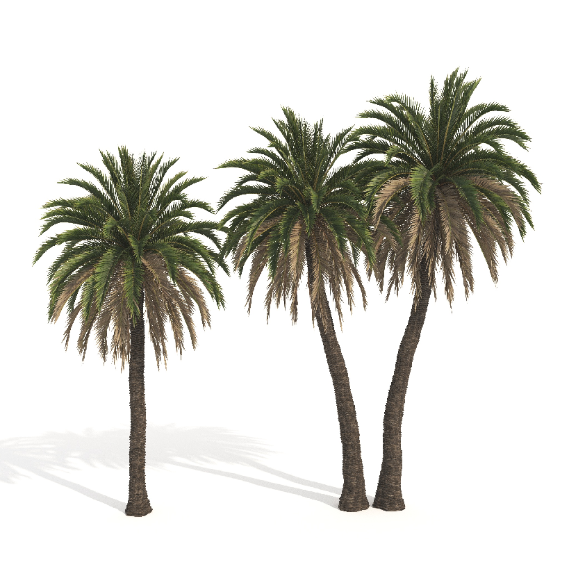 Modern Coniferous Tree