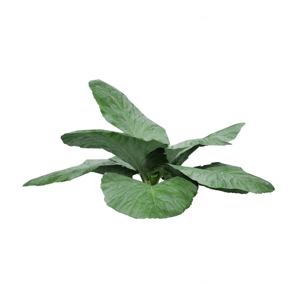 Crops 3D Models