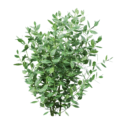 Crops Vaccinium 02