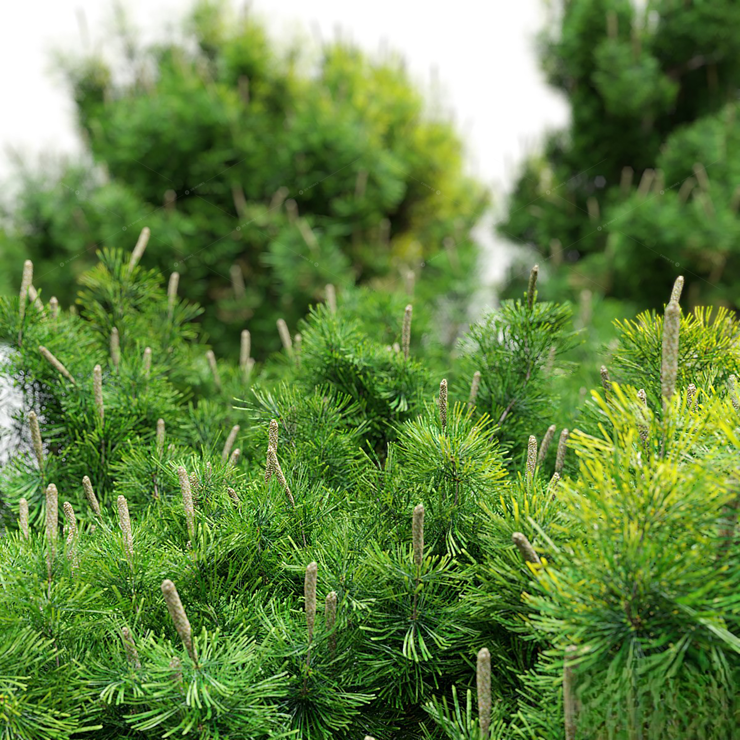 Trees 3D Models 2
