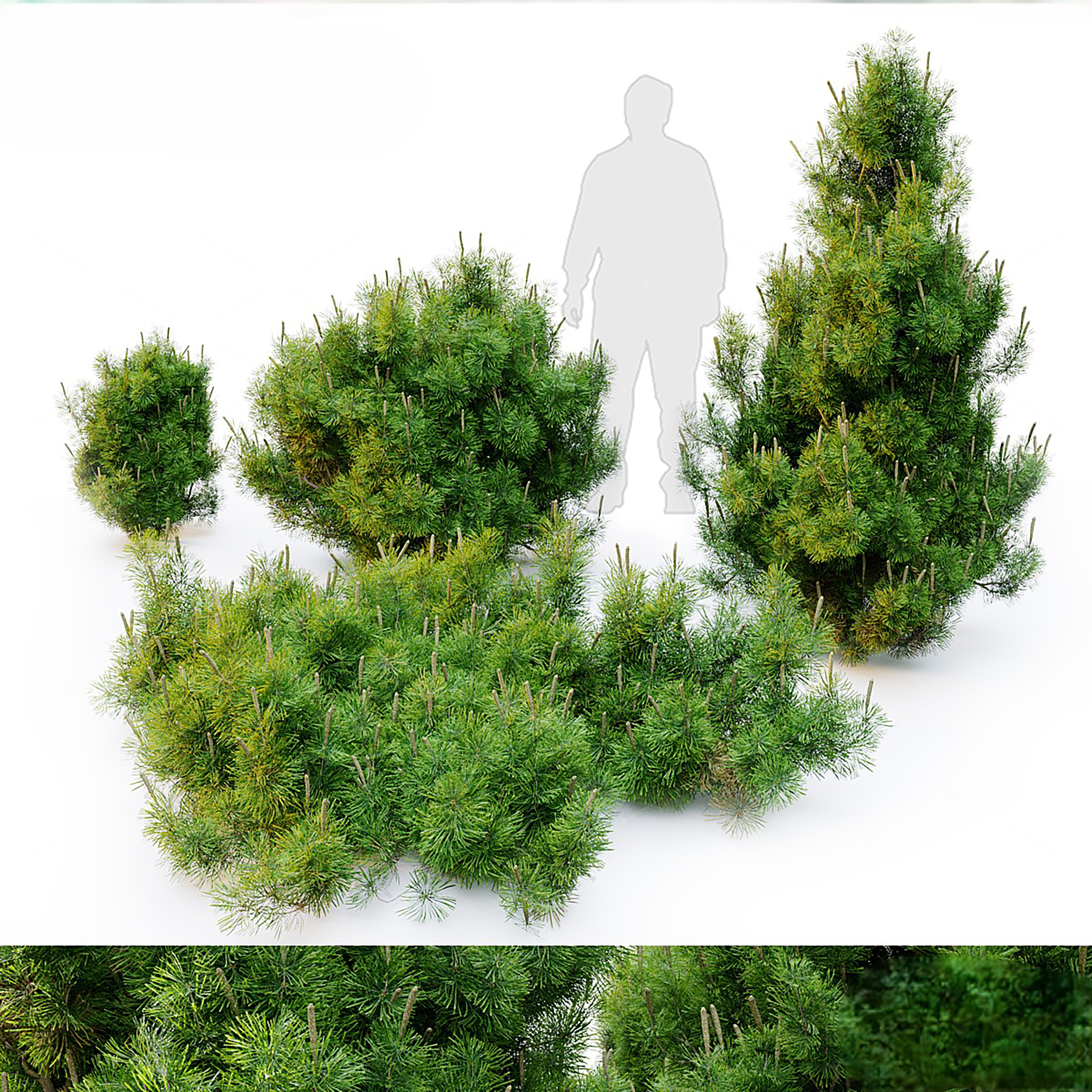Trees 3D Models