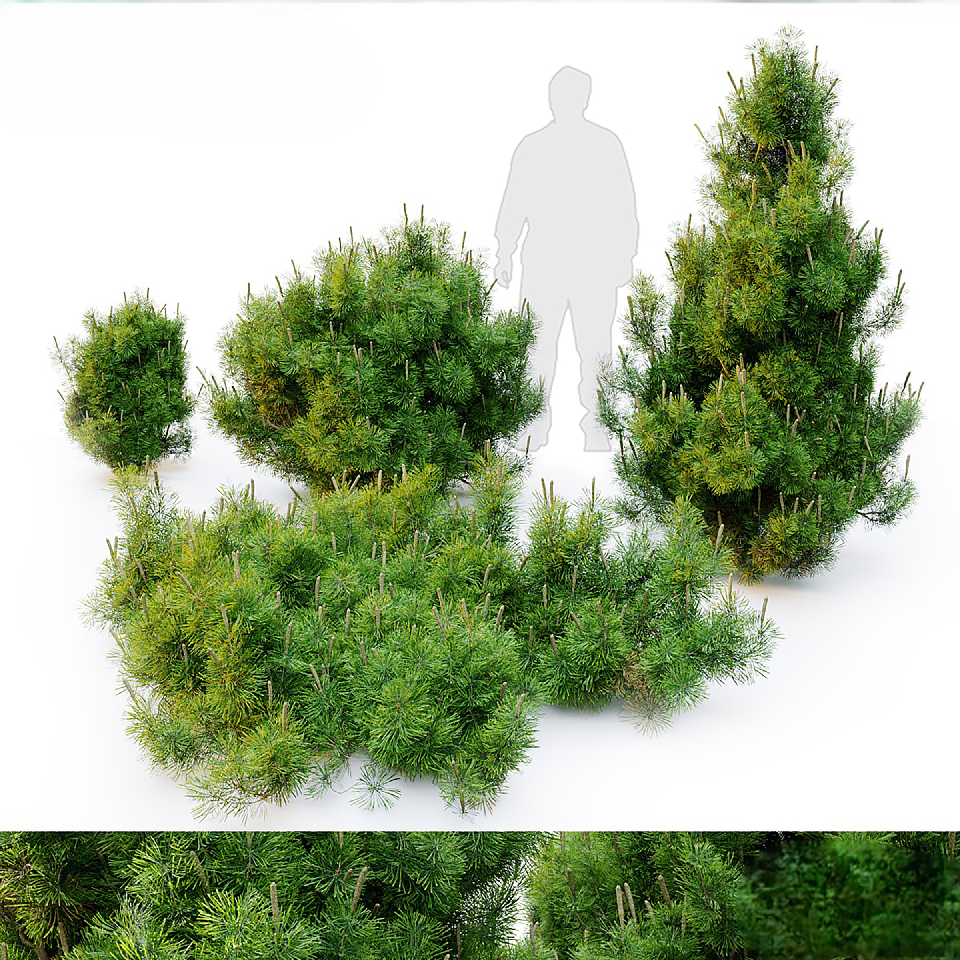 Modern Coniferous Tree