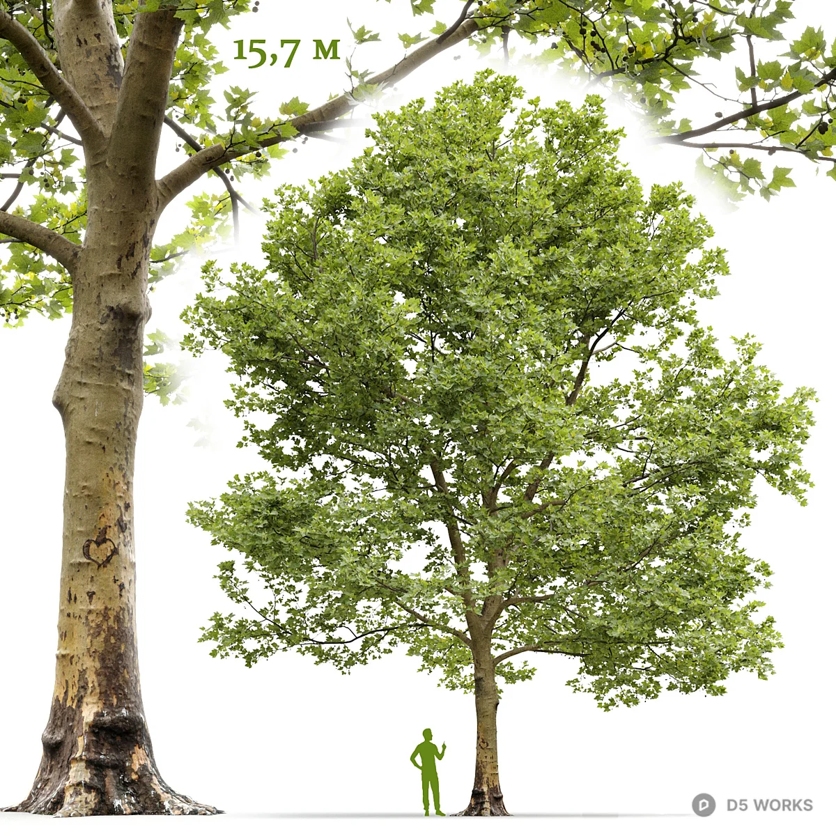 Large Deciduous Tree With Human Scale Reference 3d model - Image 1