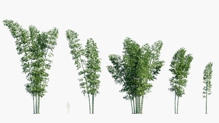 Modern Bamboo