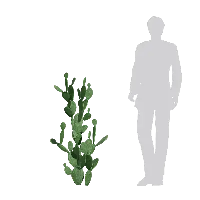 Cactus 07 3d model