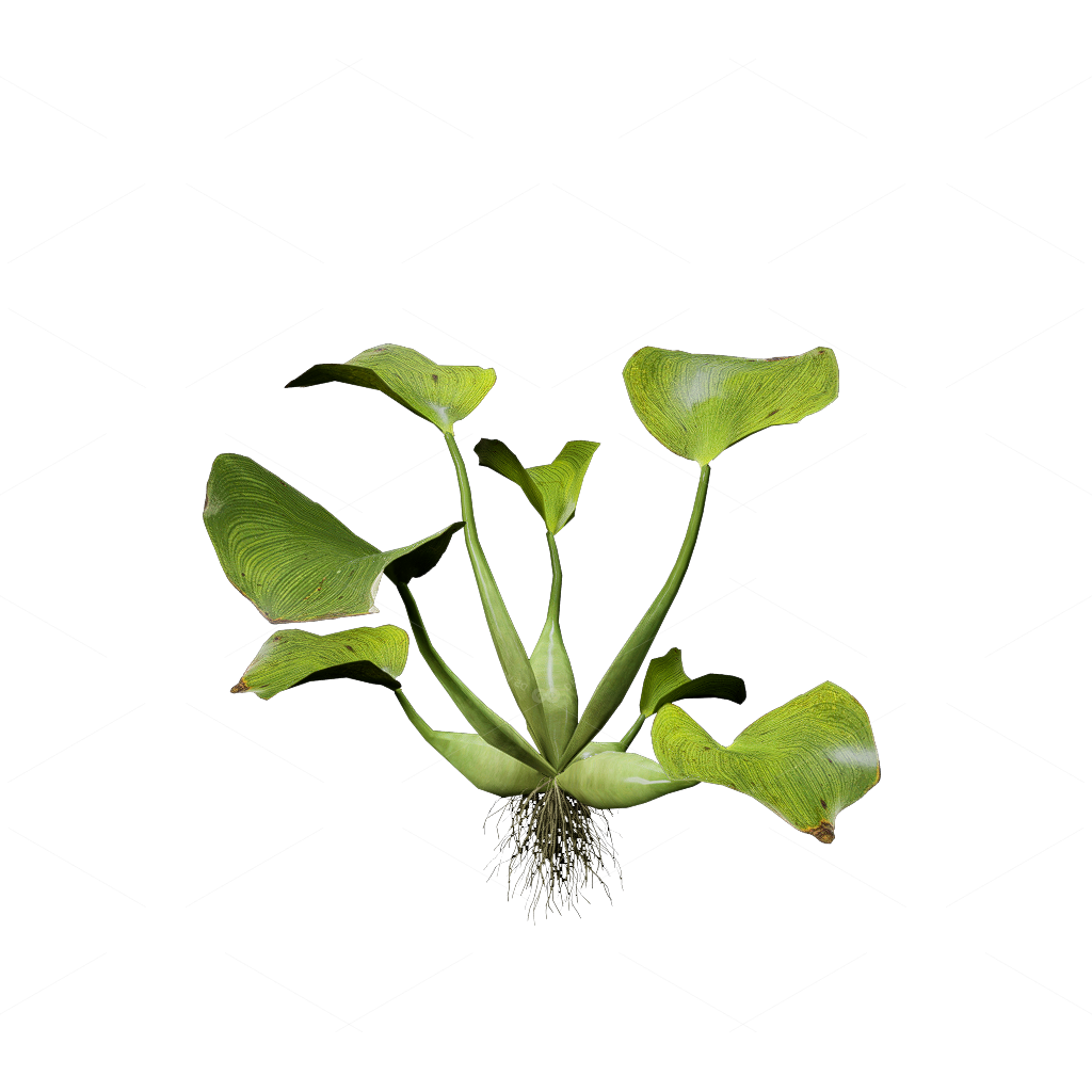 Aquatic Plants 3D Models