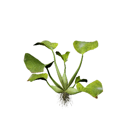Aquatic Plants Eichhornia crassipes 03