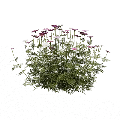 Cosmos bipinnatus 08