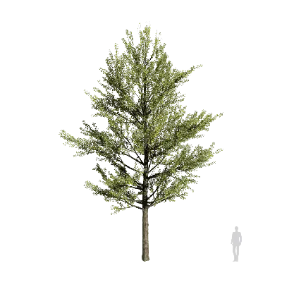 Ginkgo biloba 15 3d model
