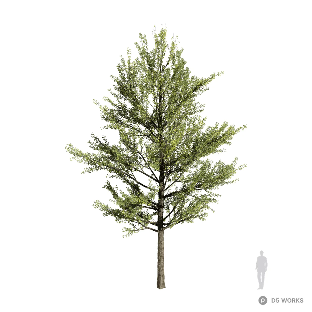 Ginkgo biloba 15 3d model - Image 1