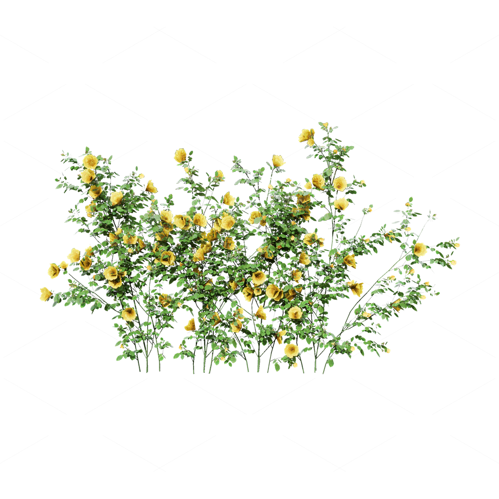 Climbing Plants 3D Models