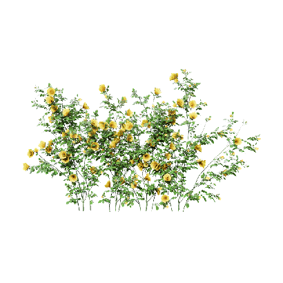 Climbing Plants Rosa setigera 03