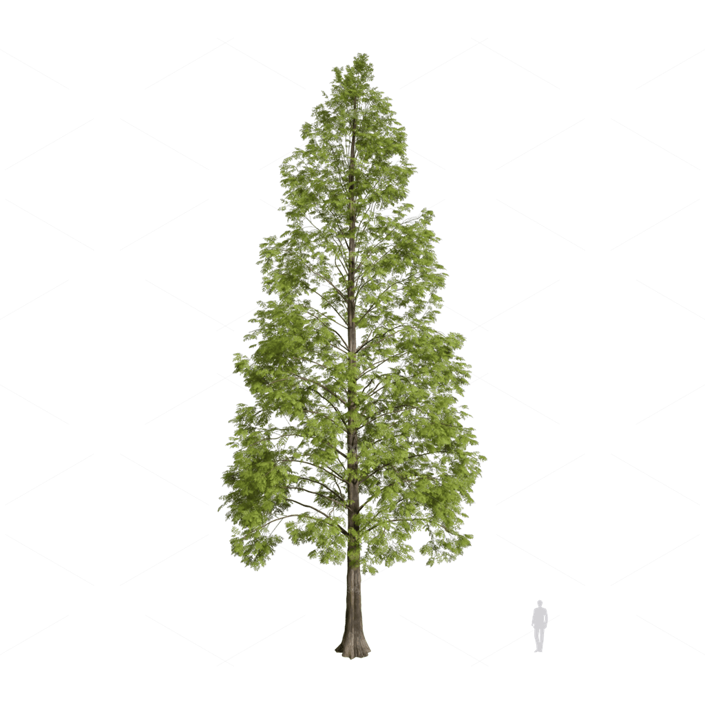 Trees 3D Models