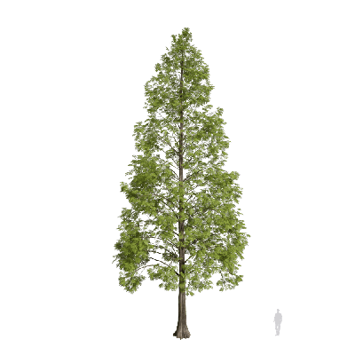 Coniferous Tree Metasequoia glyptostroboides 10