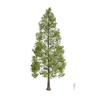 Metasequoia glyptostroboides 10 3d model