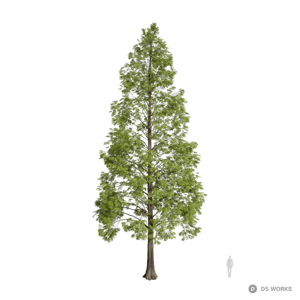 Metasequoia glyptostroboides 10 3d model - Image 1