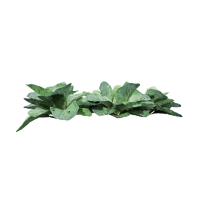 Crops Brassica oleracea 09
