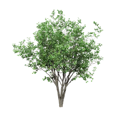 Sapium sebiferum clump 08 3d model