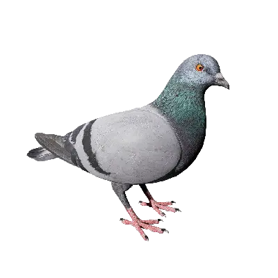 Pigeon peck 3d model